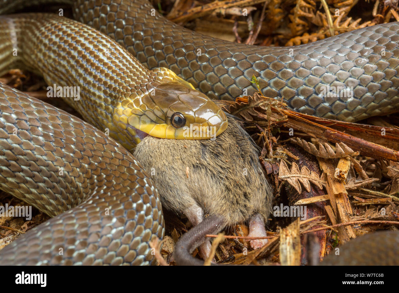 Aesculapian snake (Zamenis longissimus) eating mouse, captive, native