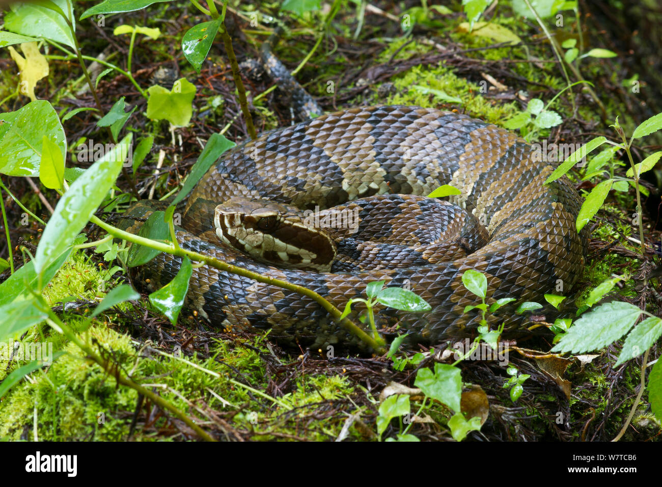 Florida cottonmouth snake (Agkistrodon piscivorus conanti) coiled among vegetation, Corkscrew Swamp, Florida, USA, April. Stock Photo