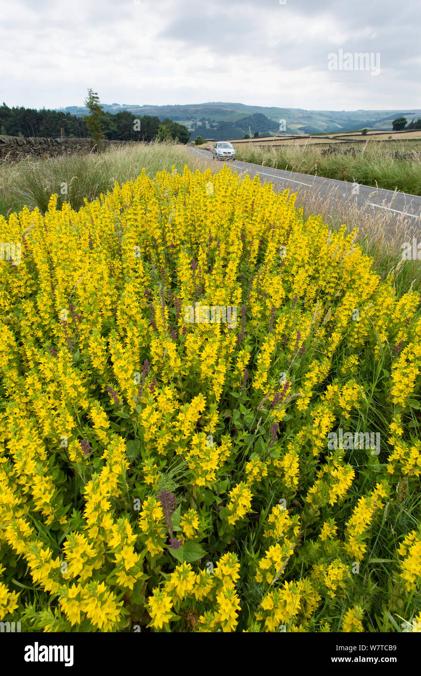 Yellow loosestrife (Lysimachia vulgaris) in flower, growing at the edge of a country road, near Hathersage, Deryshire, Peak District, England,  UK, July. Stock Photo