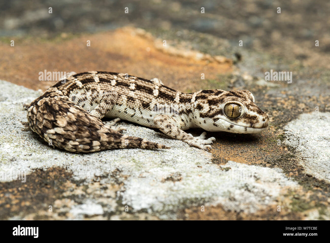 Viper gecko (Hemidactylus imbricatus) captive, native to the Sind Desert in West Pakistan. Stock Photo