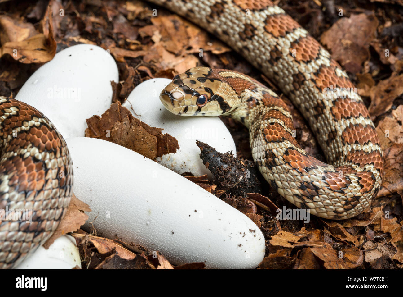 Leopard snake (Zamenis situla) with clutch of recently laid eggs, captive, native to south east Europe. Stock Photo