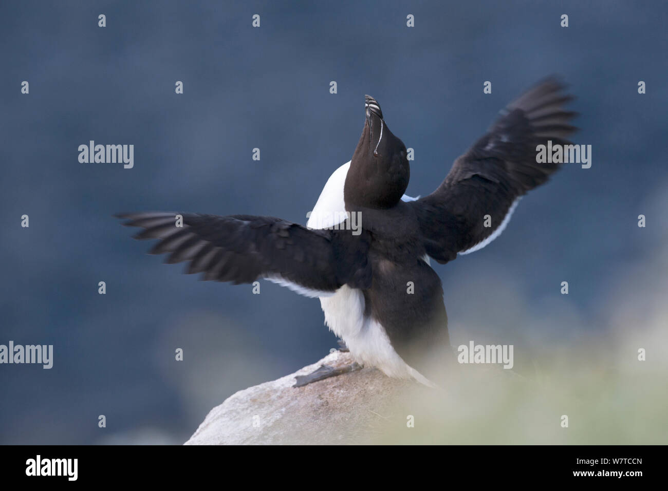 Razorbill (Alca torda) sitting at the edge of a cliff and flapping its wings. Great Saltee, Saltee Islands, Co. Wexford, Ireland, June. Stock Photo