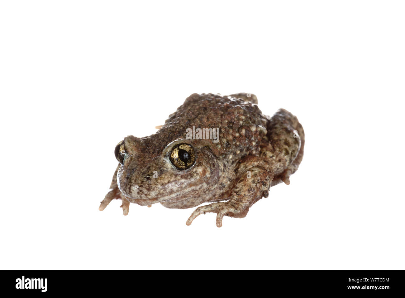 Alytes obstetricans obstetricans hi-res stock photography and images ...