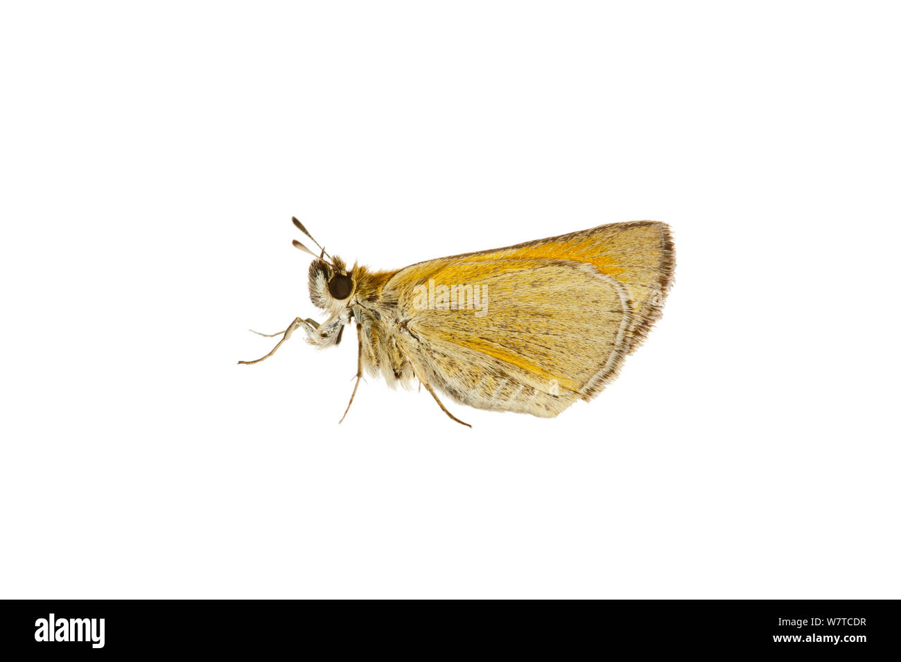 Small skipper butterfly (Thymelicus sylvestris) Hirschthal Rhineland-Palatinate, Germany, June. Meetyourneighbours.net project Stock Photo