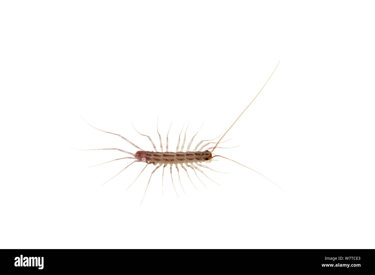 House centipede (Scutigera coleoptrata) Bobenheim-Roxheim, Rhineland ...