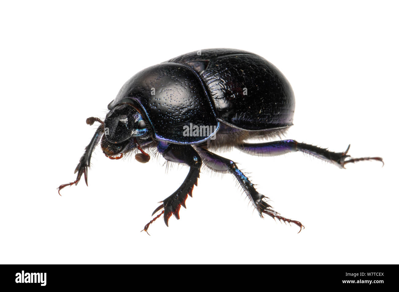 Forest Dung Beetle (Anoplotrupes stercorosus), Slovenia, Europe, June Meetyourneighbours.net project Stock Photo