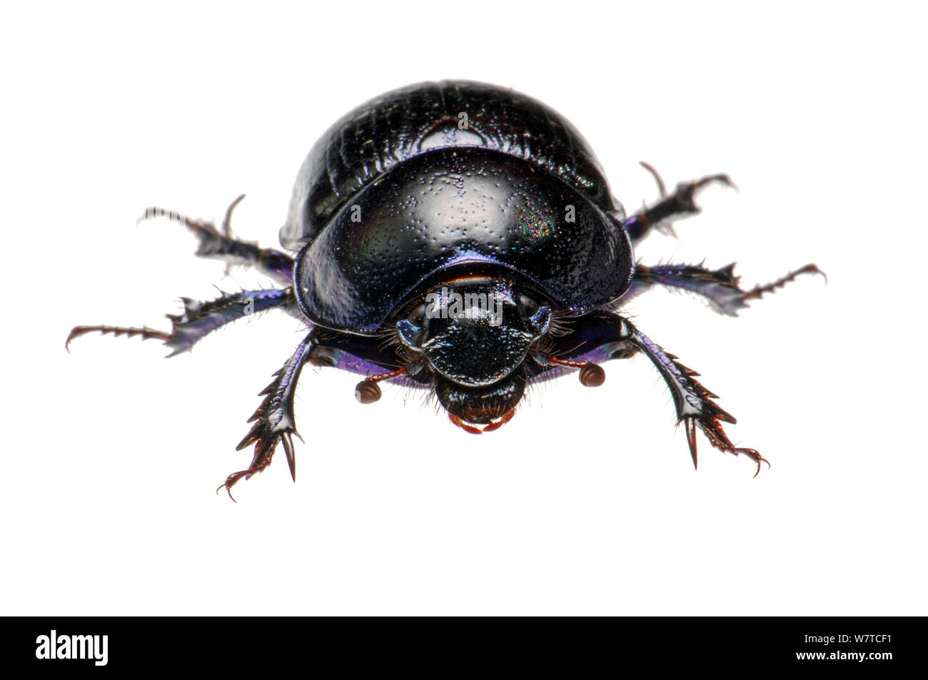 Forest Dung Beetle (Anoplotrupes stercorosus), Slovenia, Europe, June Meetyourneighbours.net project Stock Photo