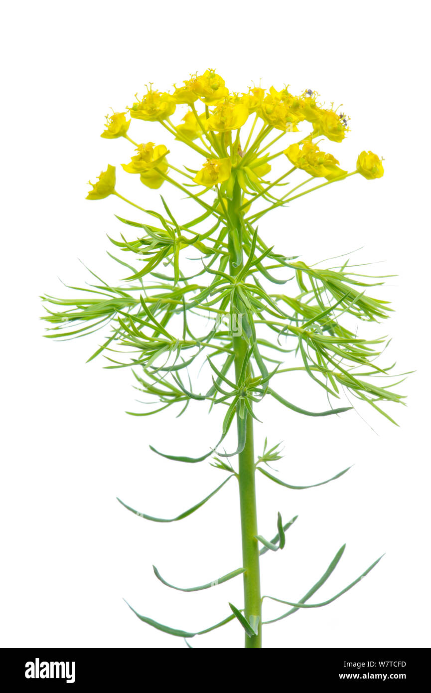 Cypress Spurge (Euphorbia cyparissias) in flower, Slovenia, Europe, May Meetyourneighbours.net project Stock Photo