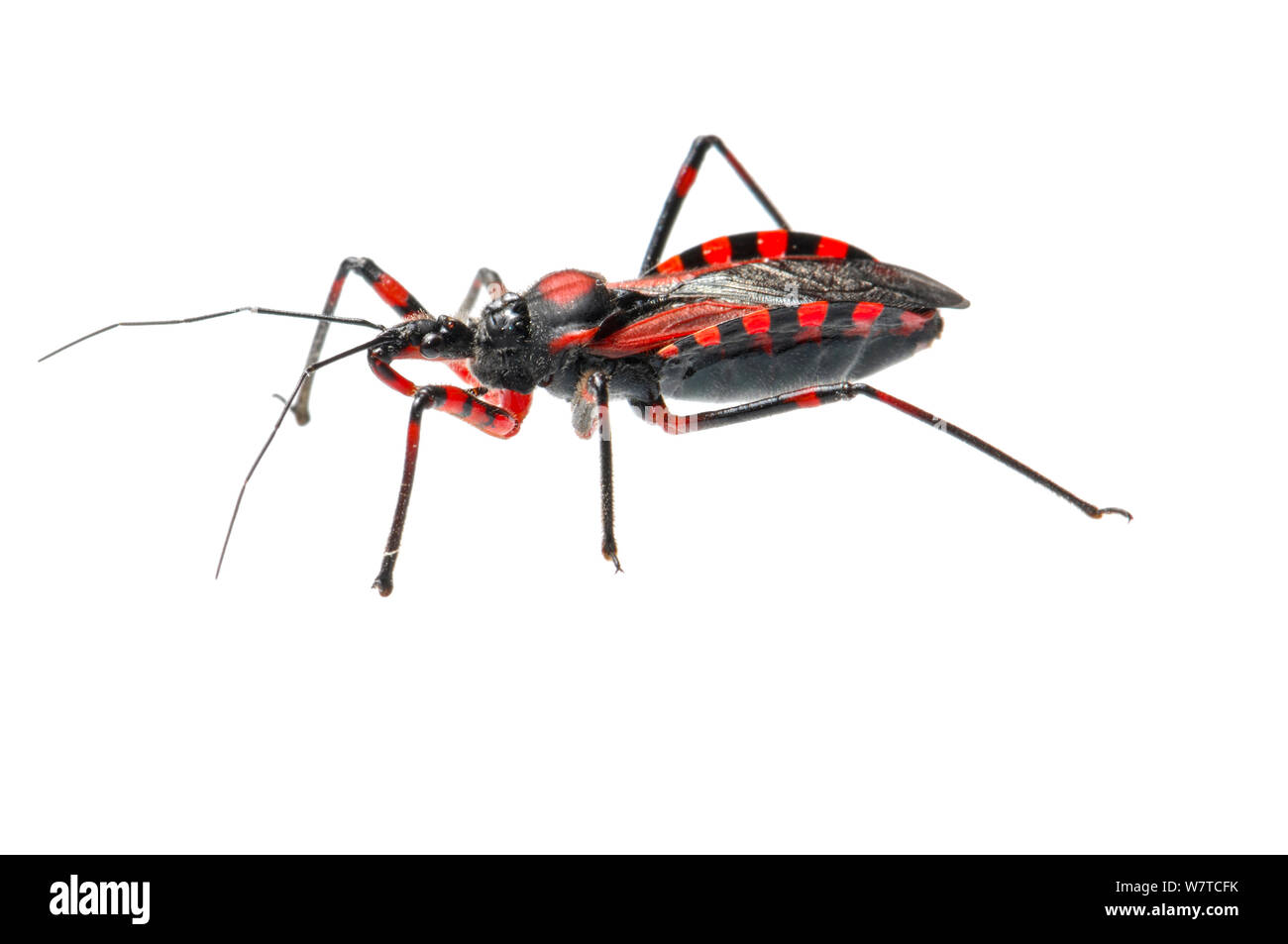 Red Assassin Bug (Rhynocoris iracundus), Slovenia, Europe, June Meetyourneighbours.net project Stock Photo