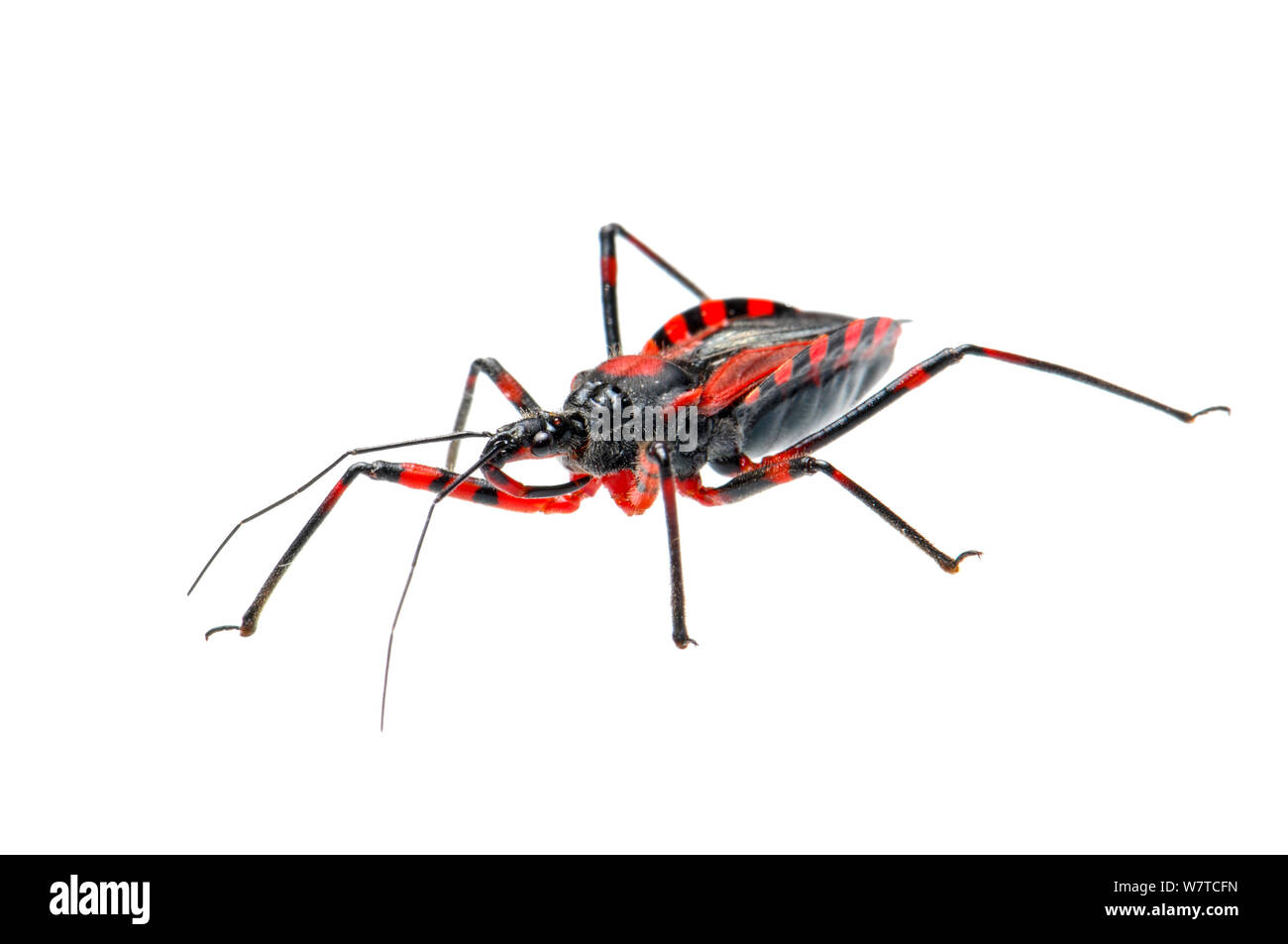 Red Assassin Bug (Rhynocoris iracundus), Slovenia, Europe, June Meetyourneighbours.net project Stock Photo