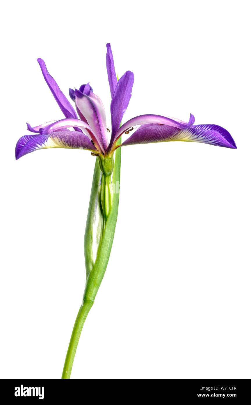 Grass-Leaved Flag (Iris graminea) in flower, Slovenia, Europe, June Meetyourneighbours.net project Stock Photo
