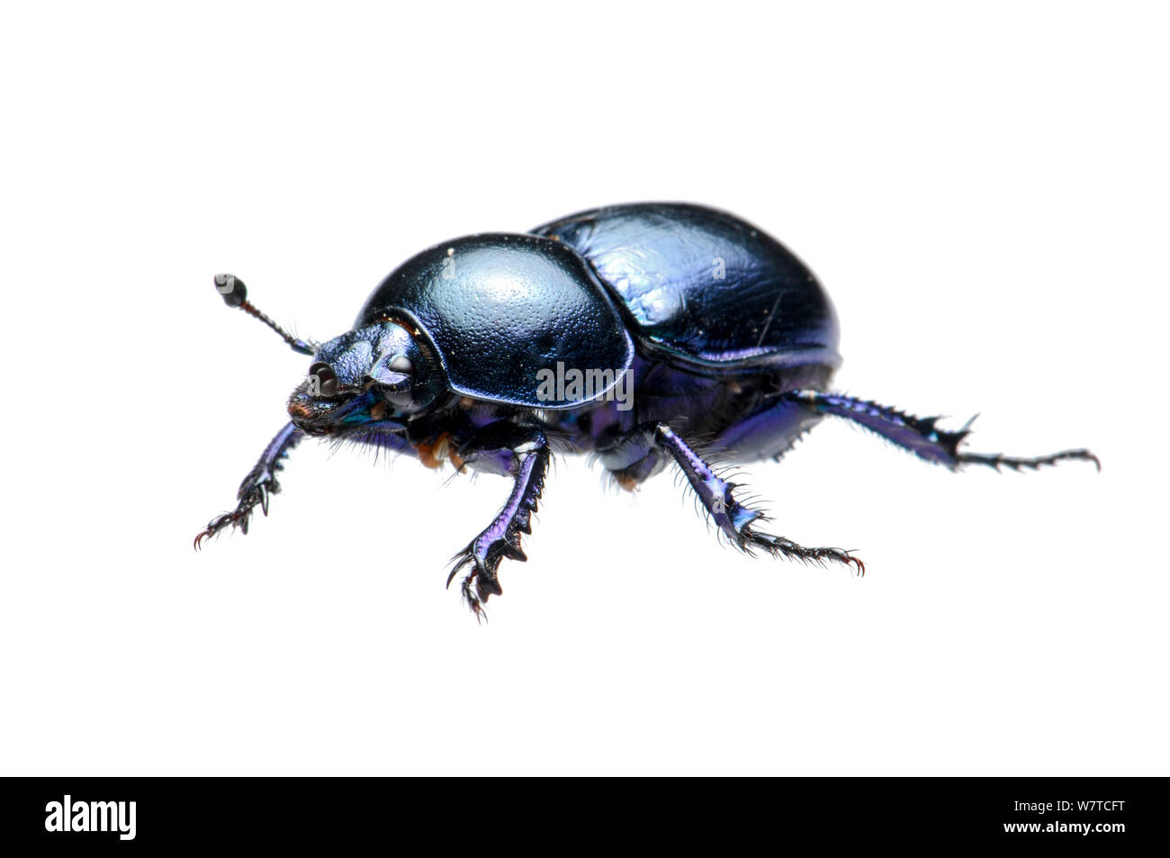 Forest Dung Beetle (Anoplotrupes stercorosus), Slovenia, Europe, June Meetyourneighbours.net project Stock Photo