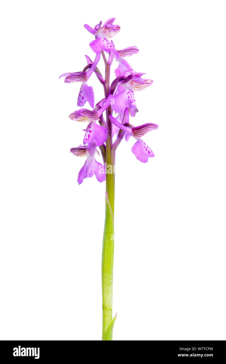 Green-winged Orchid (Orchis morio) in flower, Slovenia, Europe, May Meetyourneighbours.net project Stock Photo
