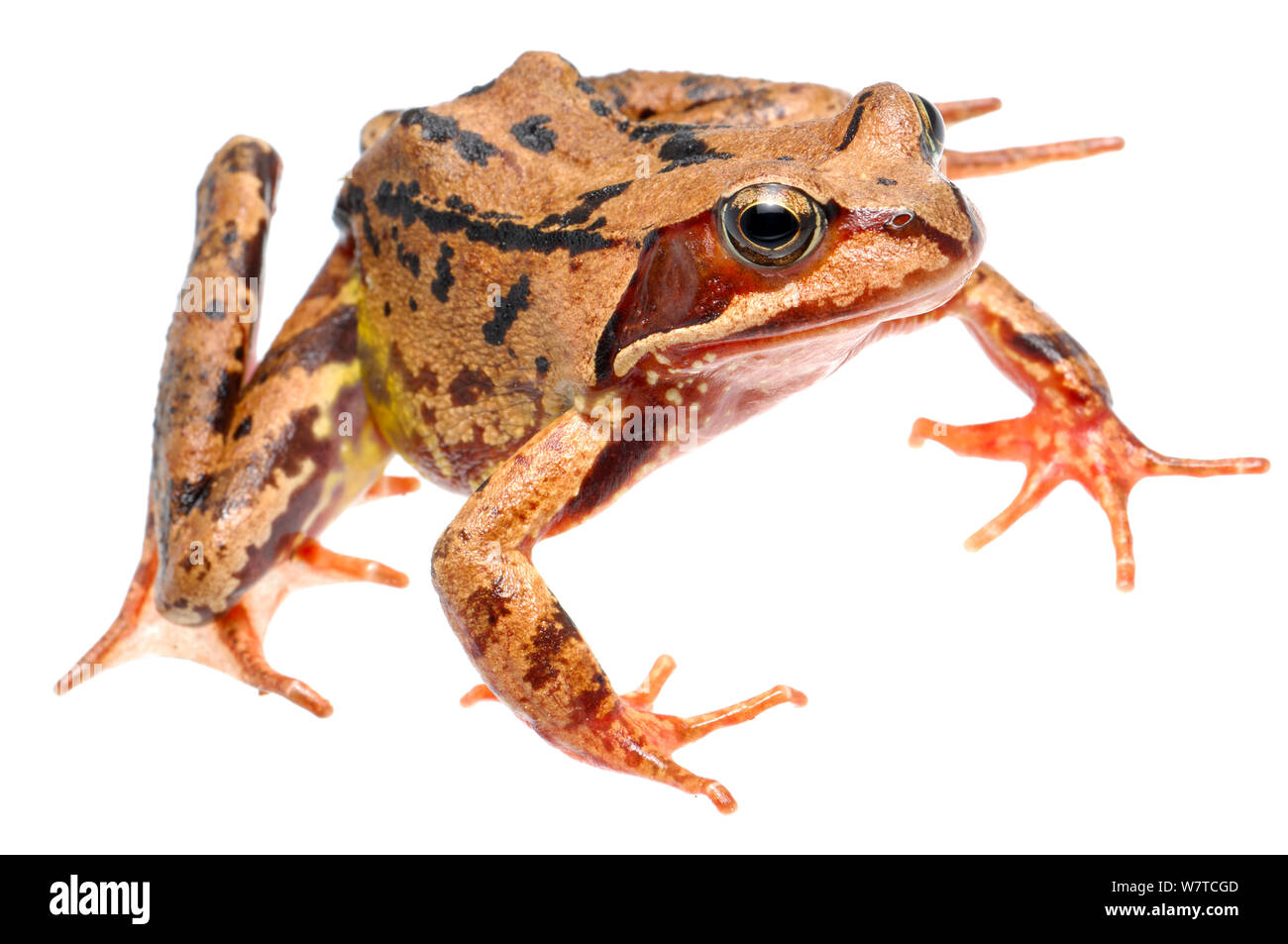 Common Frog (Rana temporaria) displaying, Slovenia, Europe, May Meetyourneighbours.net project Stock Photo