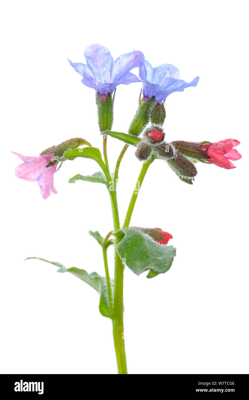 Common Lungwort (Pulmonaria officinalis) in flower, Slovenia, Europe, April Meetyourneighbours.net project Stock Photo