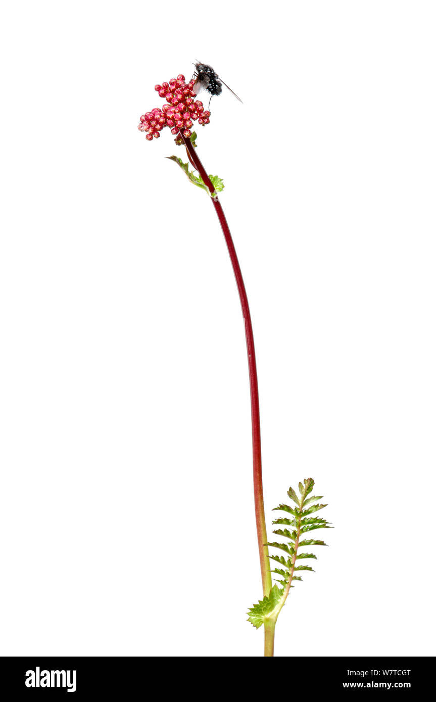 Fern-leaf Dropwort (Filipendula vulgaris) in flower, Slovenia, Europe, May Meetyourneighbours.net project Stock Photo