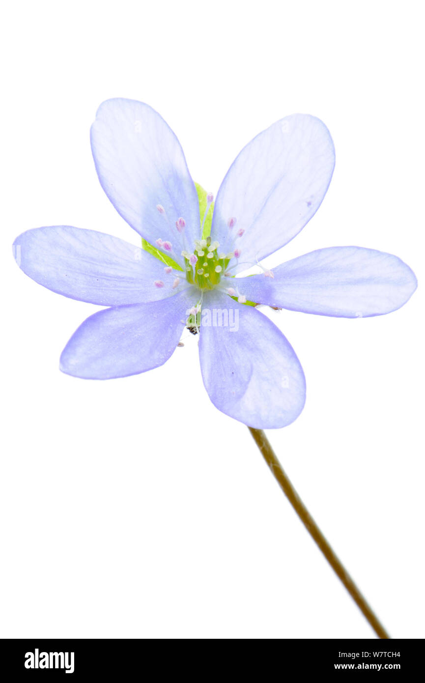 Hepatica (Anemone hepatica) in flower, Slovenia, Europe, April Meetyourneighbours.net project Stock Photo