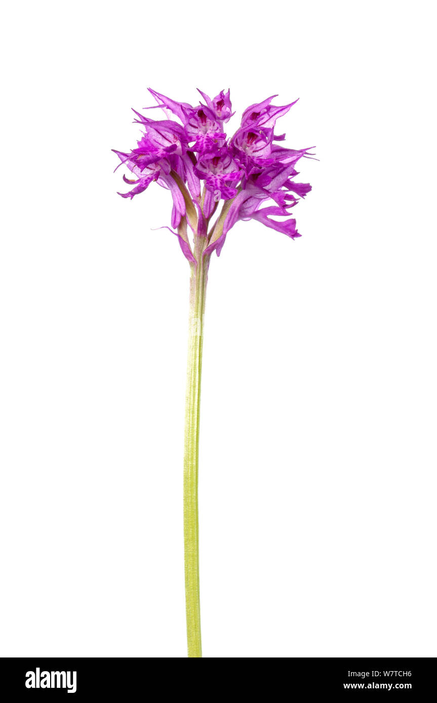 Three-toothed orchid (Orchis tridentata) in flower, Slovenia, Europe, May Meetyourneighbours.net project Stock Photo