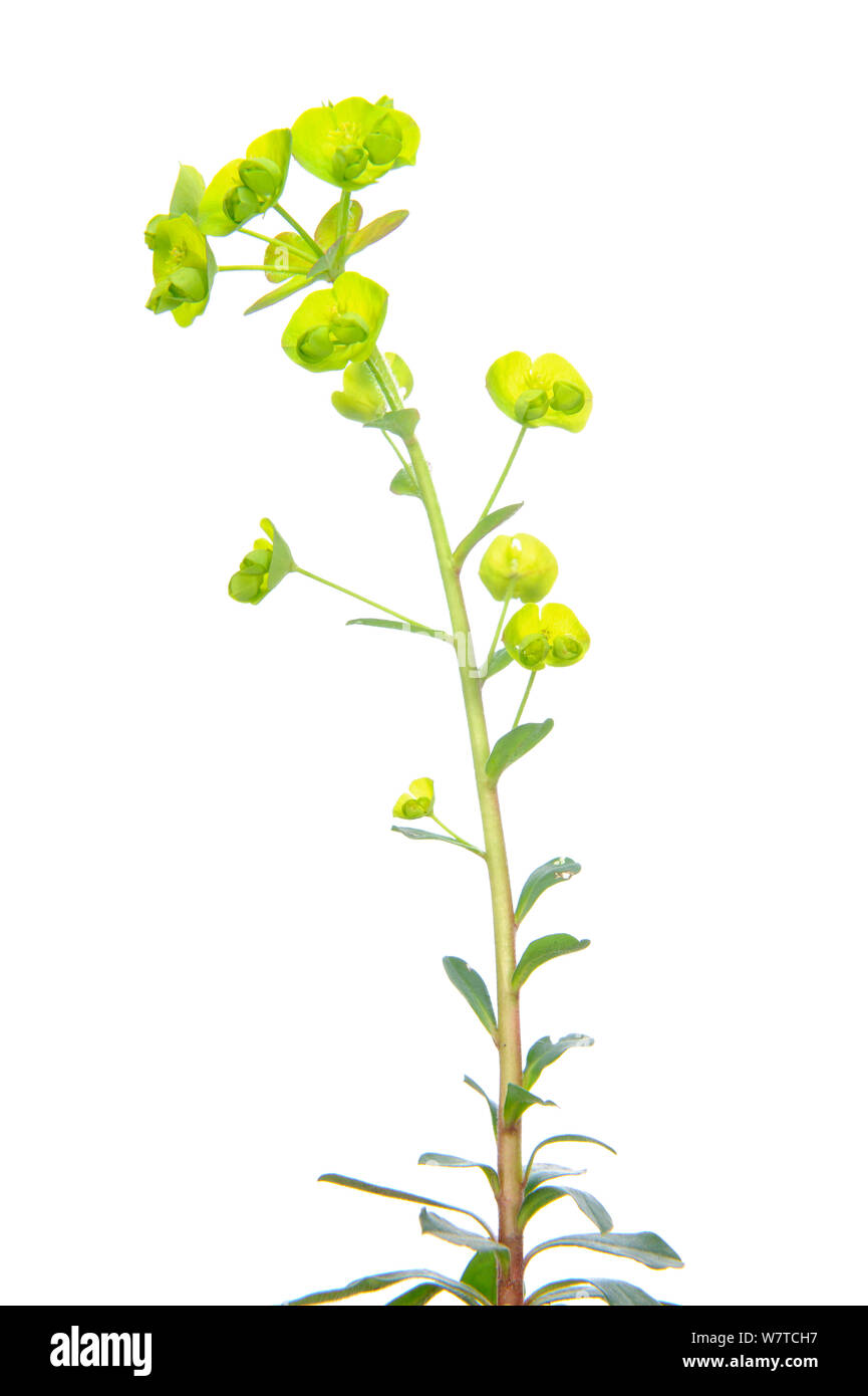 Wood Spurge (Euphorbia amygdaloides) in flower, Slovenia, Europe, April Meetyourneighbours.net project Stock Photo