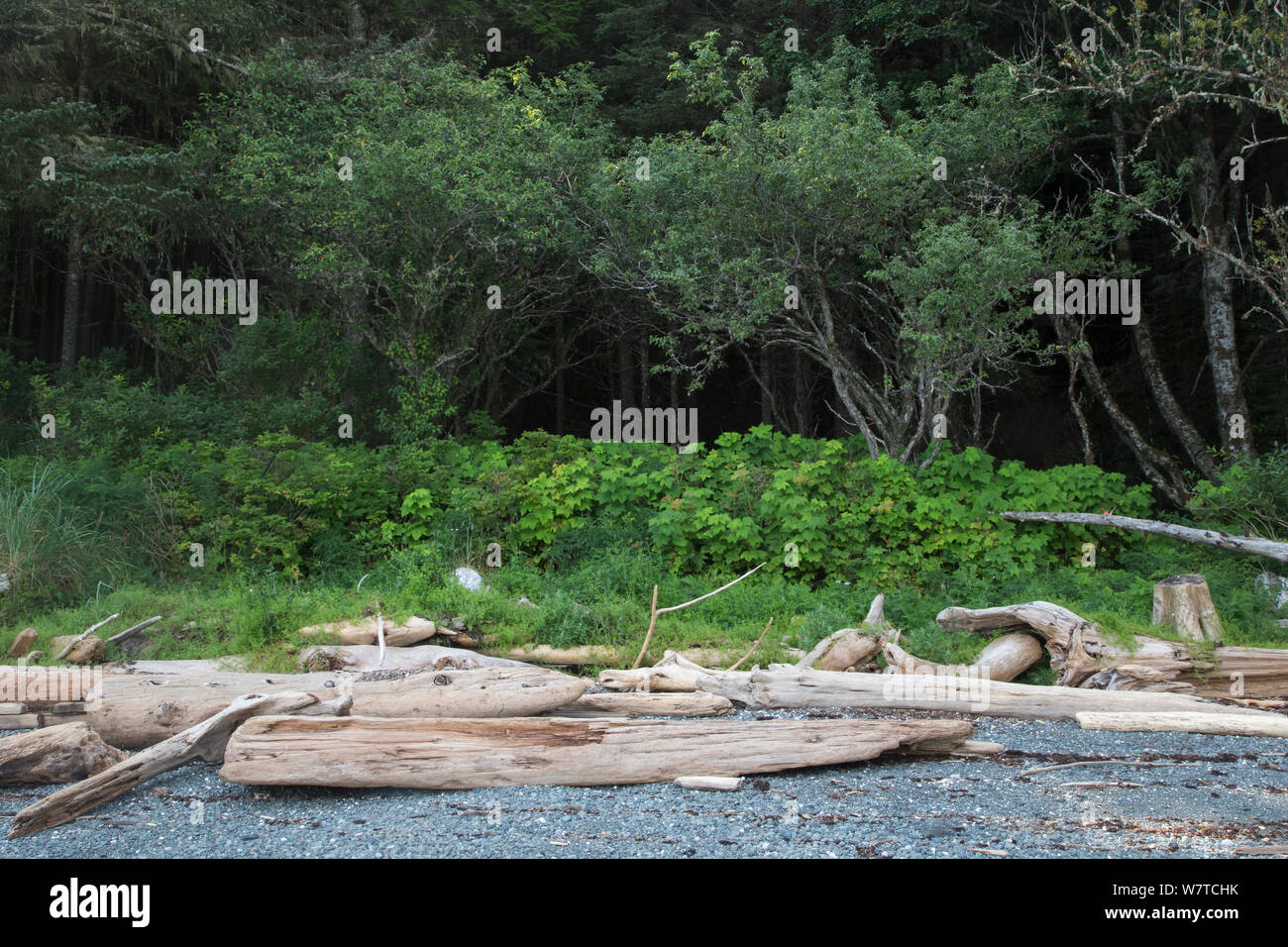 Driftwood piled at the edge of a rocky beach, Vancouver Island, British Columbia, Canada, August. Stock Photo