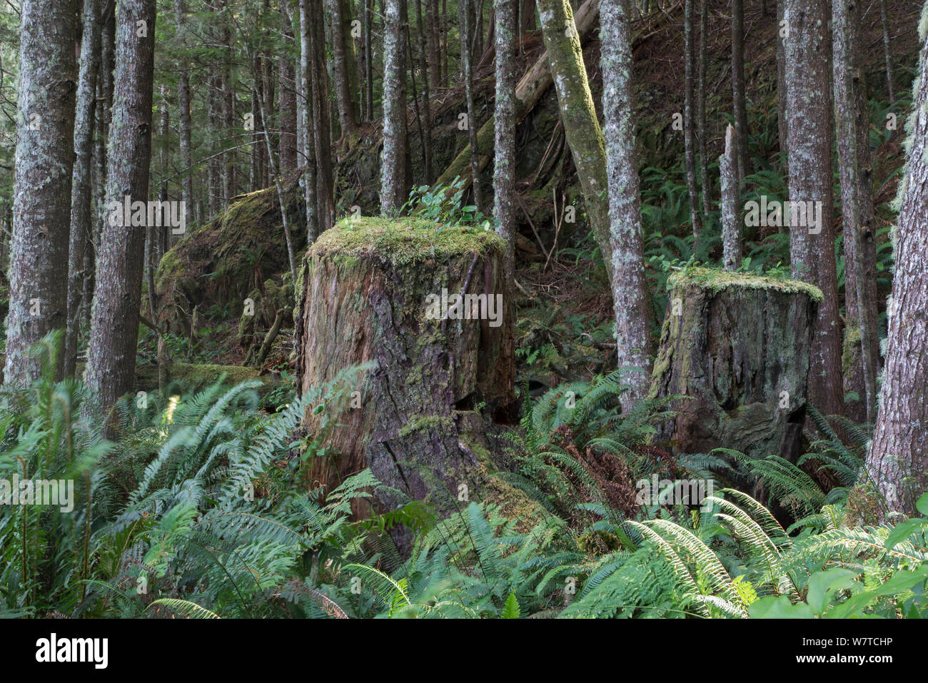 Cut off tree stumps, probably cut a 100 years ago in between planted forest for timber and papermills. Vancouver Island, British Columbia, Canada, August. Stock Photo