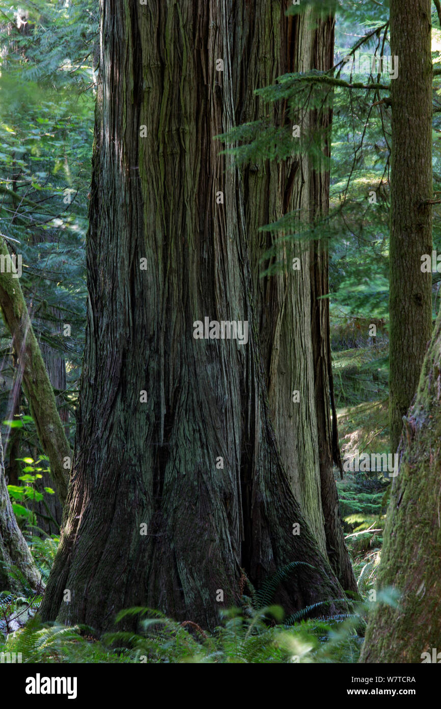 Western Red Cedar tree (Thuja plicata) in temperate rainforest. Cathedral grove in MacMillan provincial park, Vancouver Island, British Columbia, Canada, August. Stock Photo