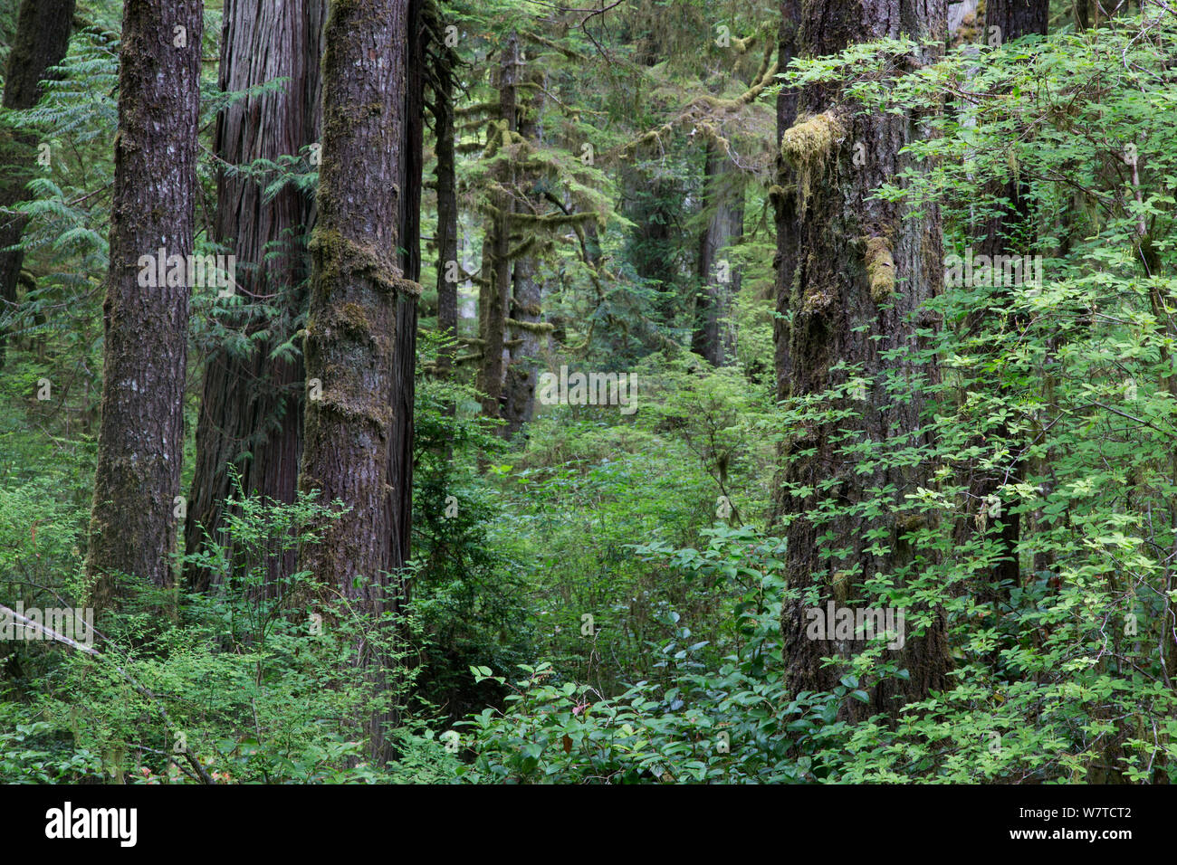 Temperate rainforest with ancient Red cedar trees (Thuja plicata). Pacific Rim National Park, Vancouver Island, British Columbia, Canada, August. Stock Photo