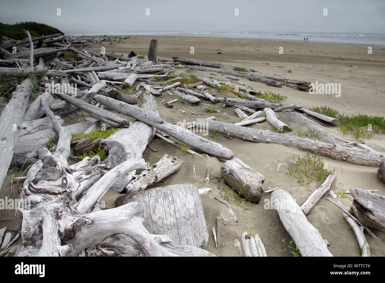 Driftwood washed up on sandy beach on a misty day. Wickaninnish Beach, Vancouver Island, British Columbia, Canada, August. Stock Photo