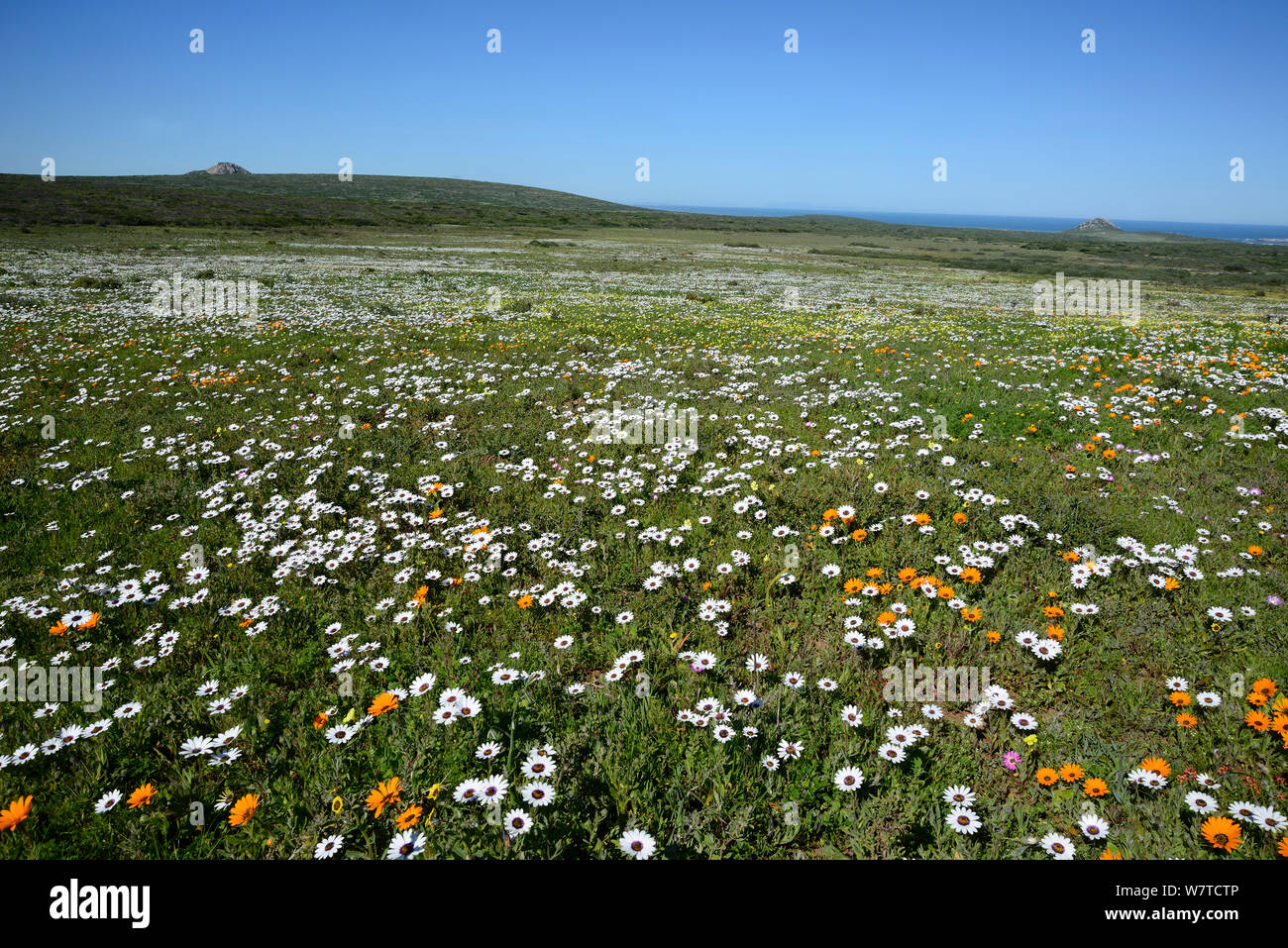 Landscape of Cape rain daisies (Dimorphotheca pluvialis) Postberg, West Coast, Western Cape, South Africa, August. Stock Photo