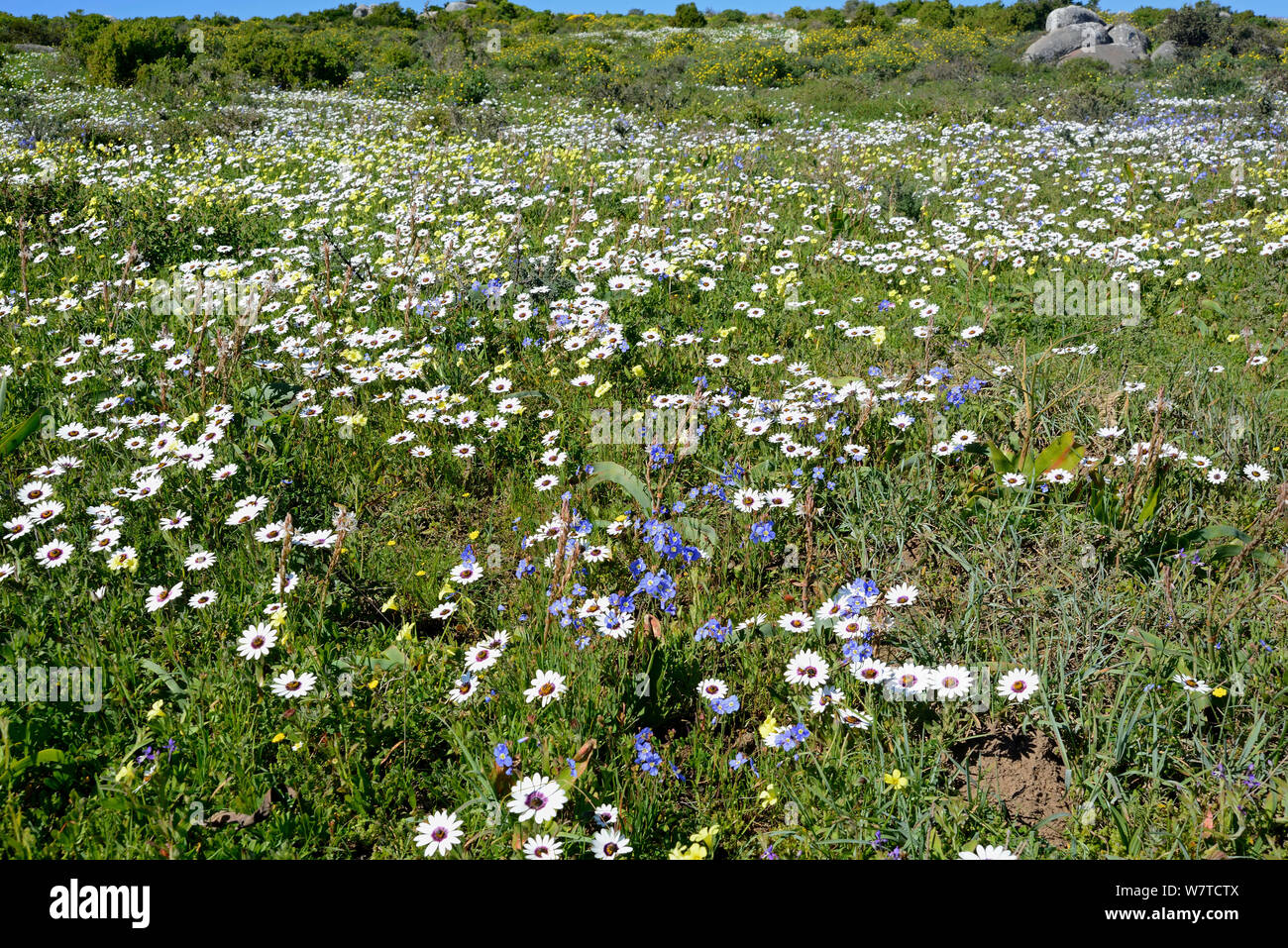 Cape rain daisies (Dimorphotheca pluvialis) flowering, Postberg, West Coast, Western Cape, South Africa, August. Stock Photo