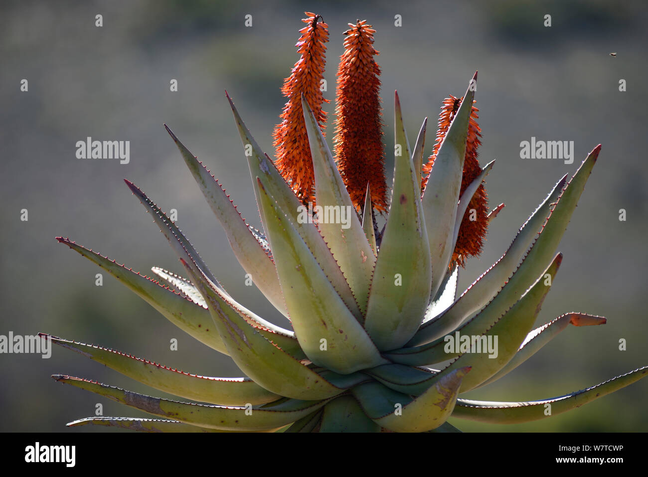 Bitter aloe (Aloe ferox) in flower, Little karoo, Western Cape. South Africa, July. Stock Photo