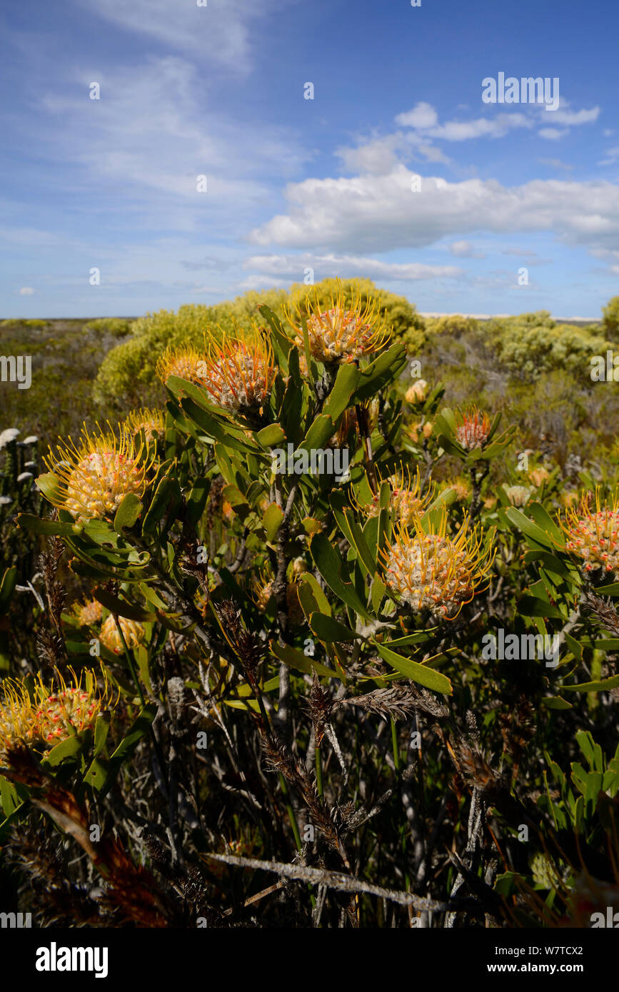 Arid / Strawberry pincushion (Leucospermum calligerum) in protea fynbos, DeHoop Nature Reserve, Western Cape, South Africa, August. Stock Photo