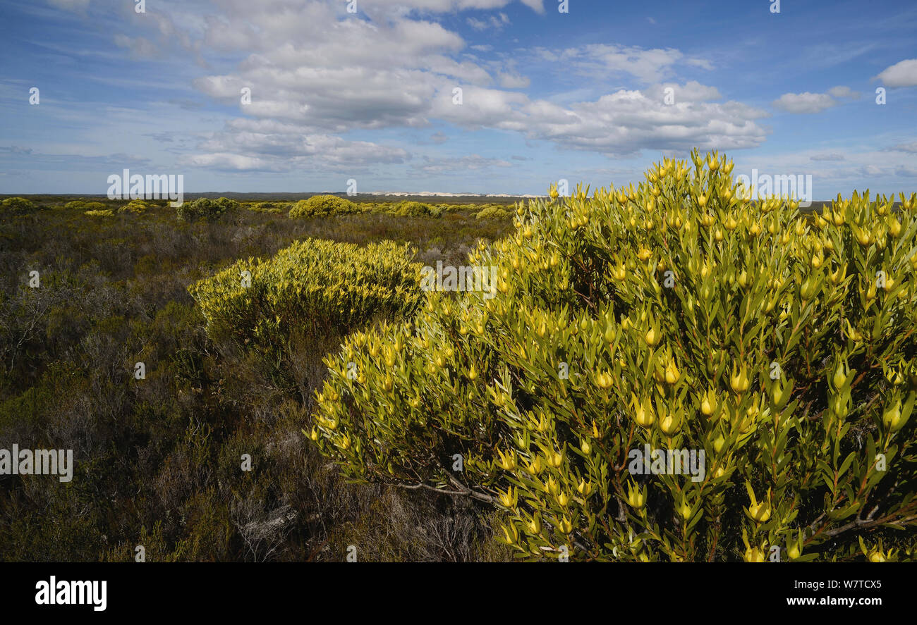 Male Limestone conebush (Leucadendron meridianum) in flower in protea fynbos mosaic, DeHoop Nature Reserve, Western Cape, South Africa, August. Stock Photo
