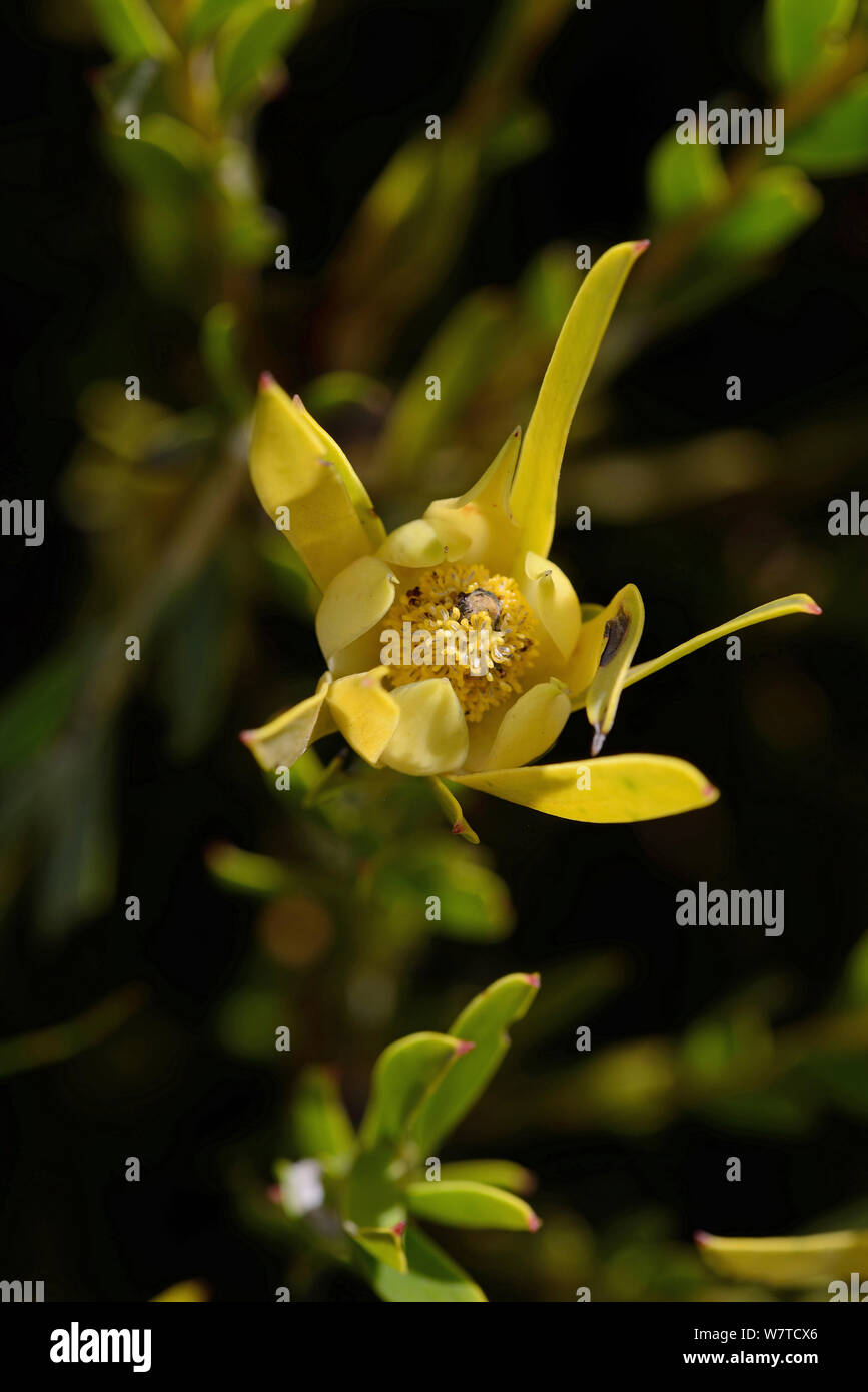 Male Limestone conebush (Leucadendron meridianum) flower, DeHoop Nature Reserve, Western Cape, South Africa, August. Stock Photo