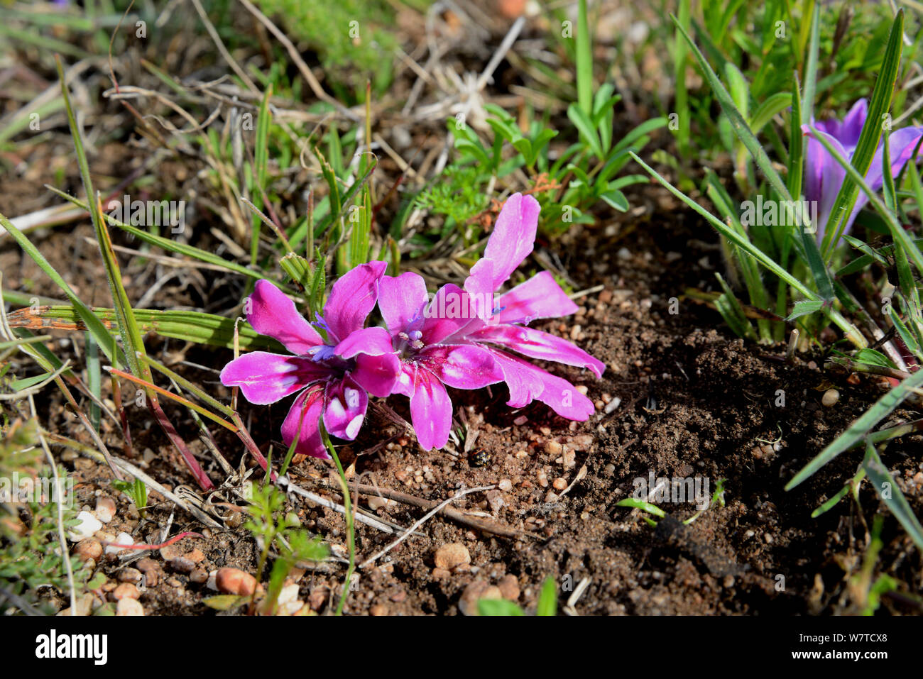 Bobbejaantjie (Babiana ambigua) flowers, DeHoop Nature Reserve, Western Cape, South Africa, August. Stock Photo