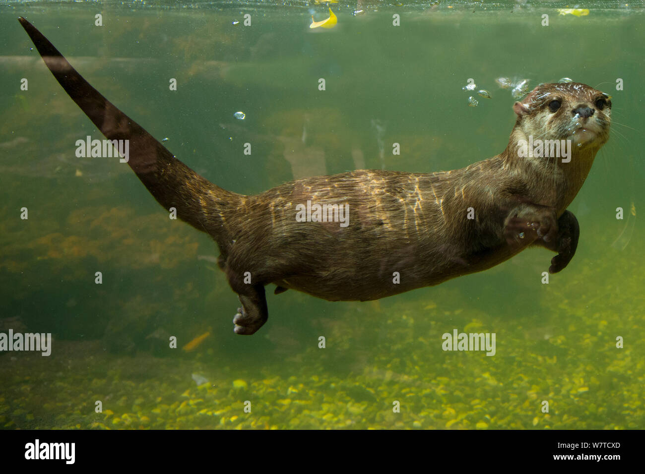 Otter swimming underwater hi-res stock photography and images - Alamy