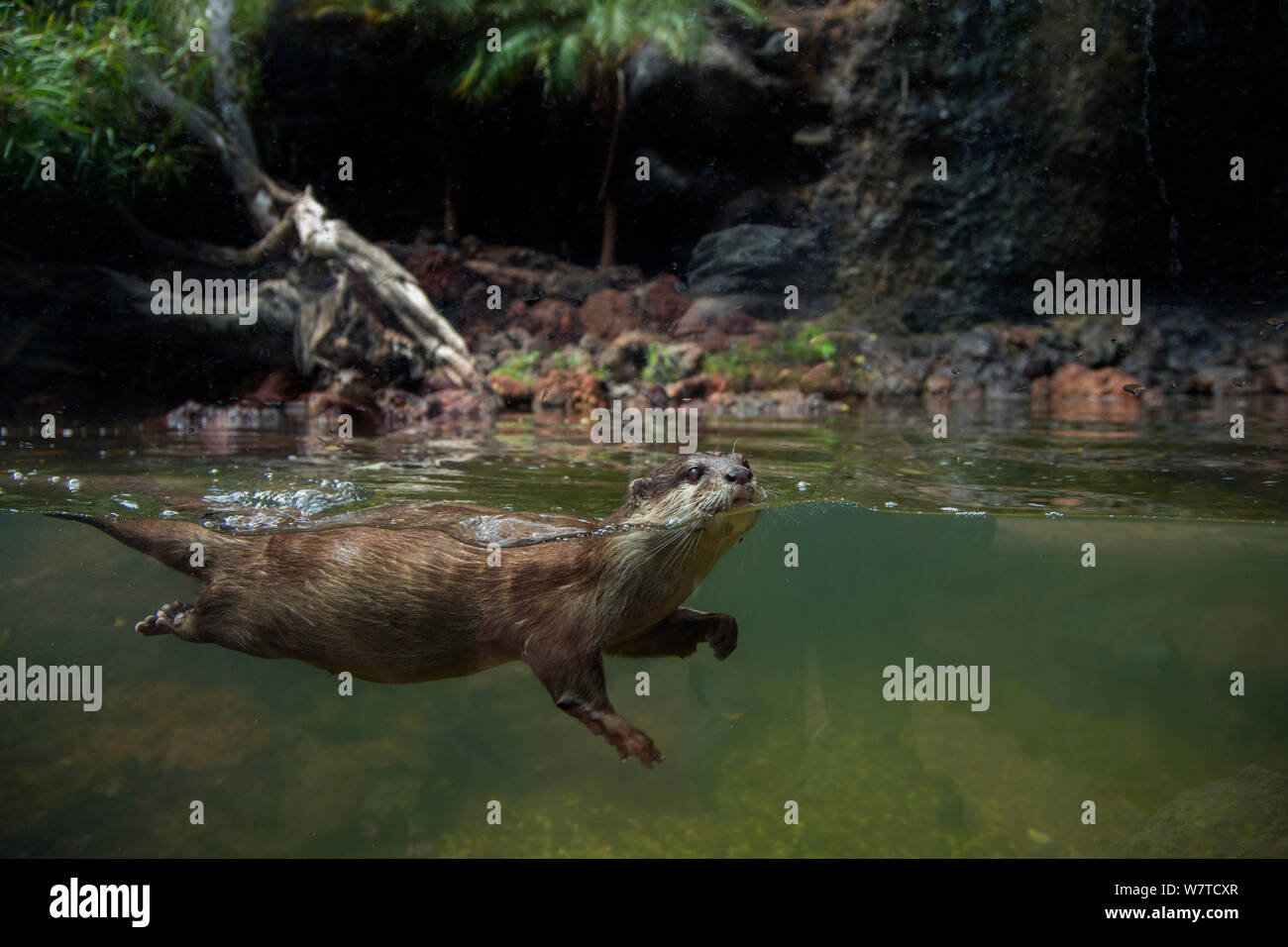 Split-level of an Oriental small clawed otter (Aonyx cinerea) underwater, captive. Stock Photo