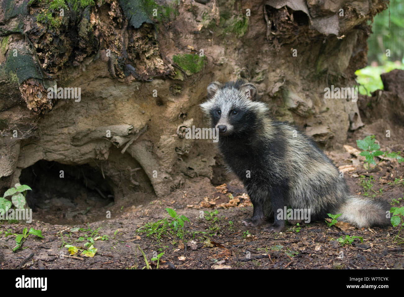 Raccoon dog (Nyctereutes procyonoides) outside den, captive, native to East Asia Stock Photo