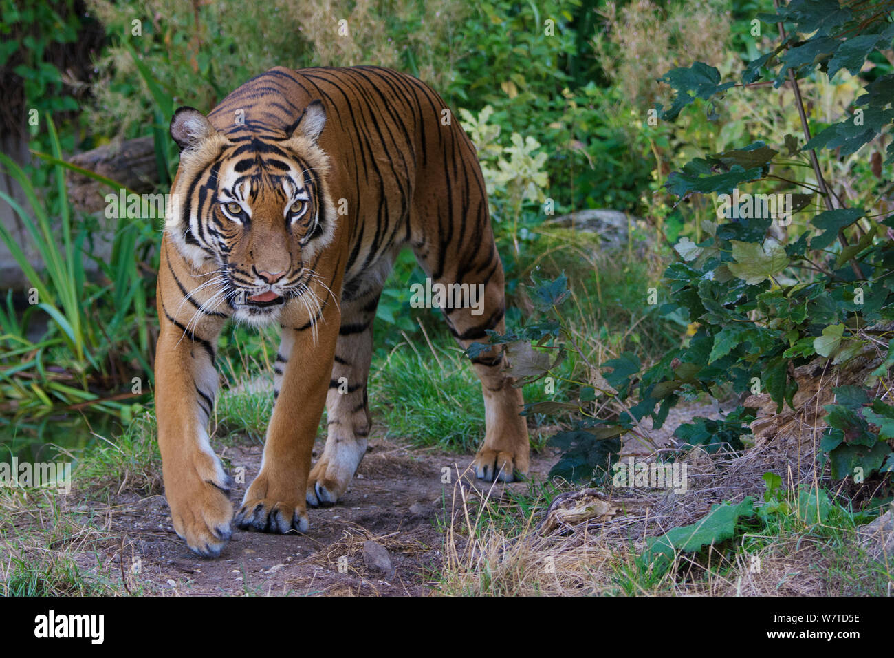 Malayan tiger (Panthera tigris jacksoni), captive, native to the ...