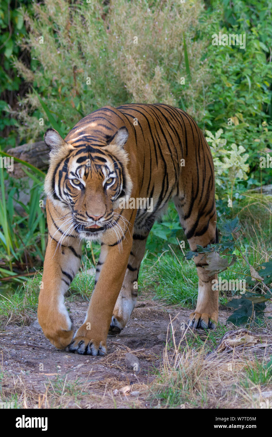 Malayan tiger (Panthera tigris jacksoni), captive, native to the Malayan Peninsula. Stock Photo