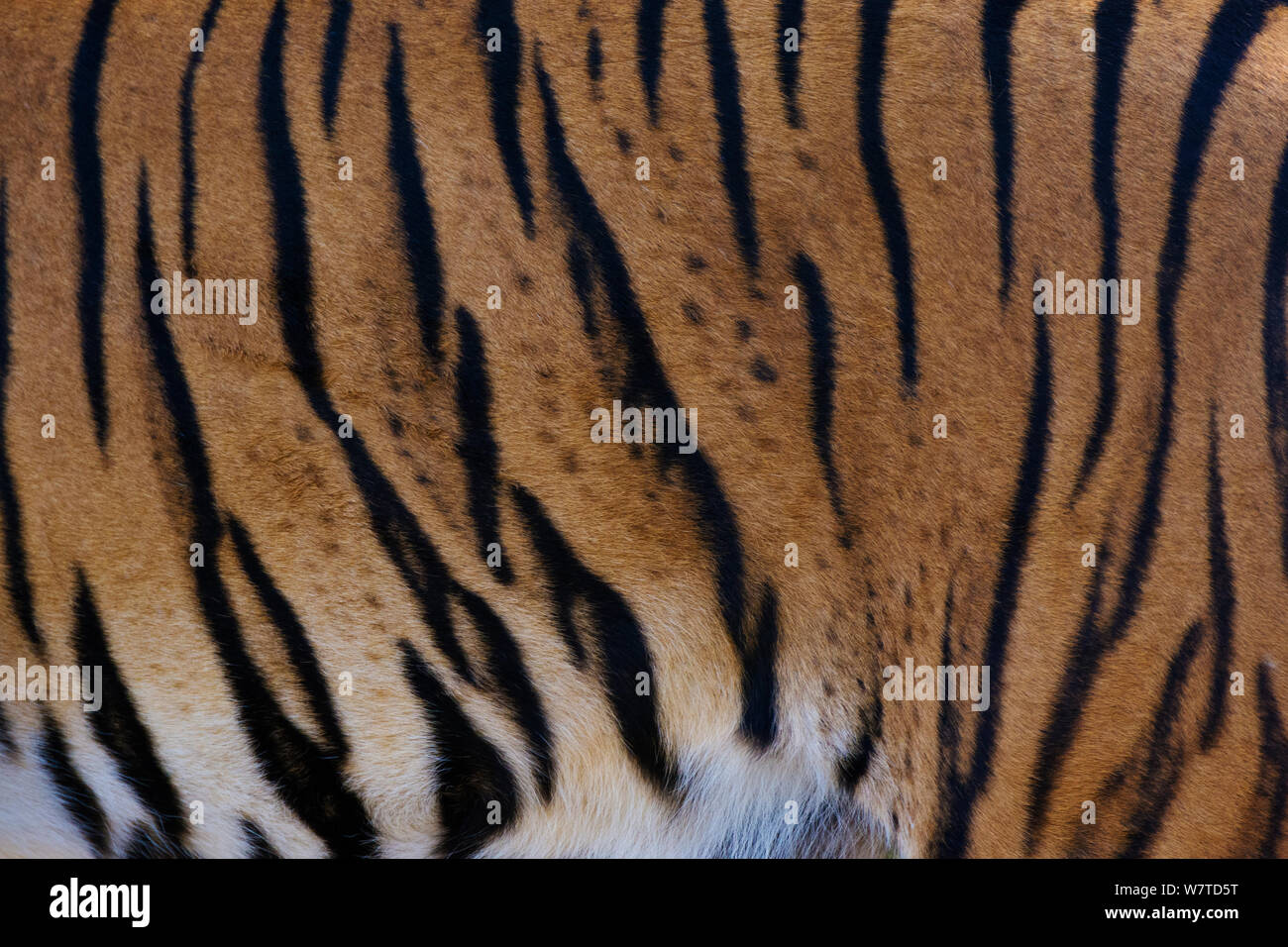 CLose-up of the fur pattern of a Malayan tiger (Panthera tigris jacksoni), captive, native to the Malayan Peninsula. Stock Photo