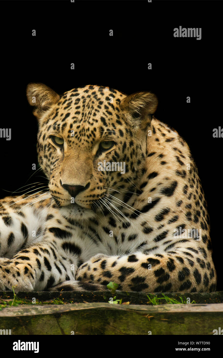 Female Persian leopard (Panthera pardus saxicolor), captive, native to the Caucasus, Turkmenistan and Afghanistan. Stock Photo