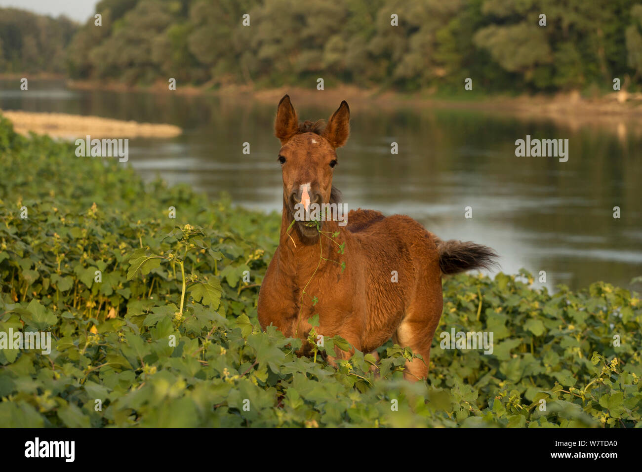 A rare semi-wild Posavina foal eating in wetland bordering the Sava River, Croatia, August. Stock Photo