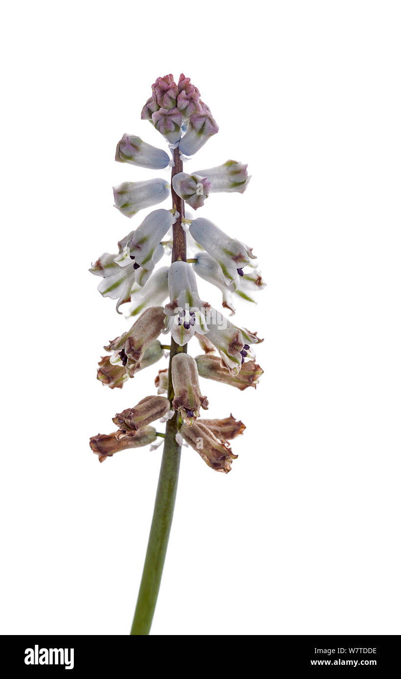 Endemic flower (Bellevalia brevipedicellata) Crete, Greece Stock Photo