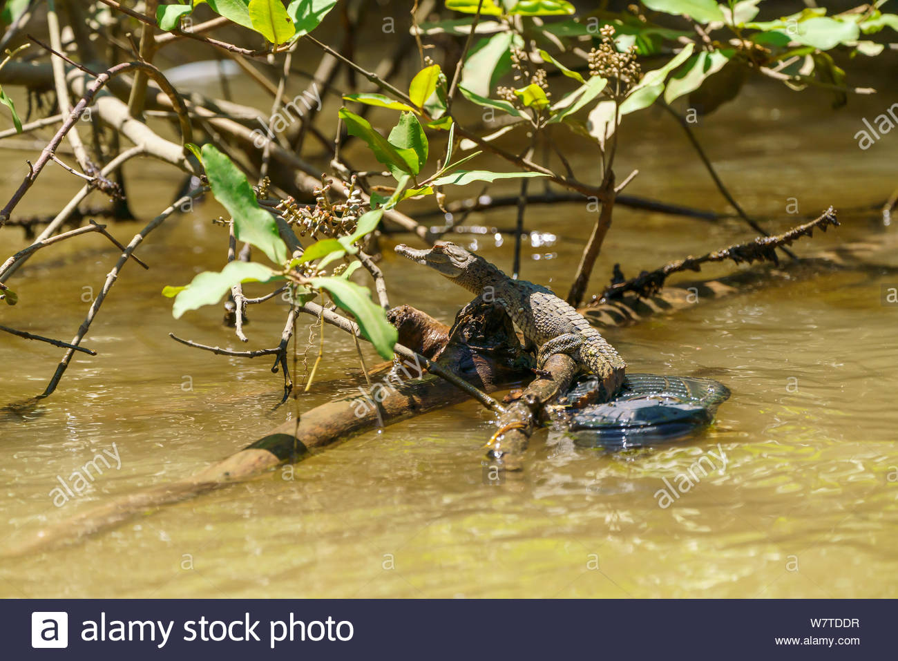 American Crocodile Baby High Resolution Stock Photography And Images Alamy American Crocodile Baby High Resolution Stock Photography And Images Alamy