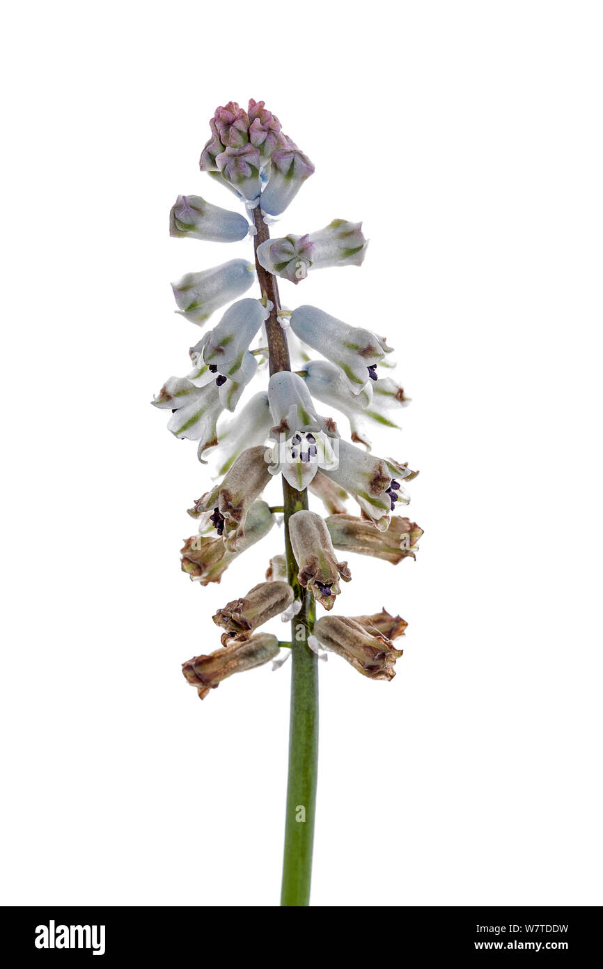 Endemic flower (Bellevalia brevipedicellata) Crete, Greece Stock Photo