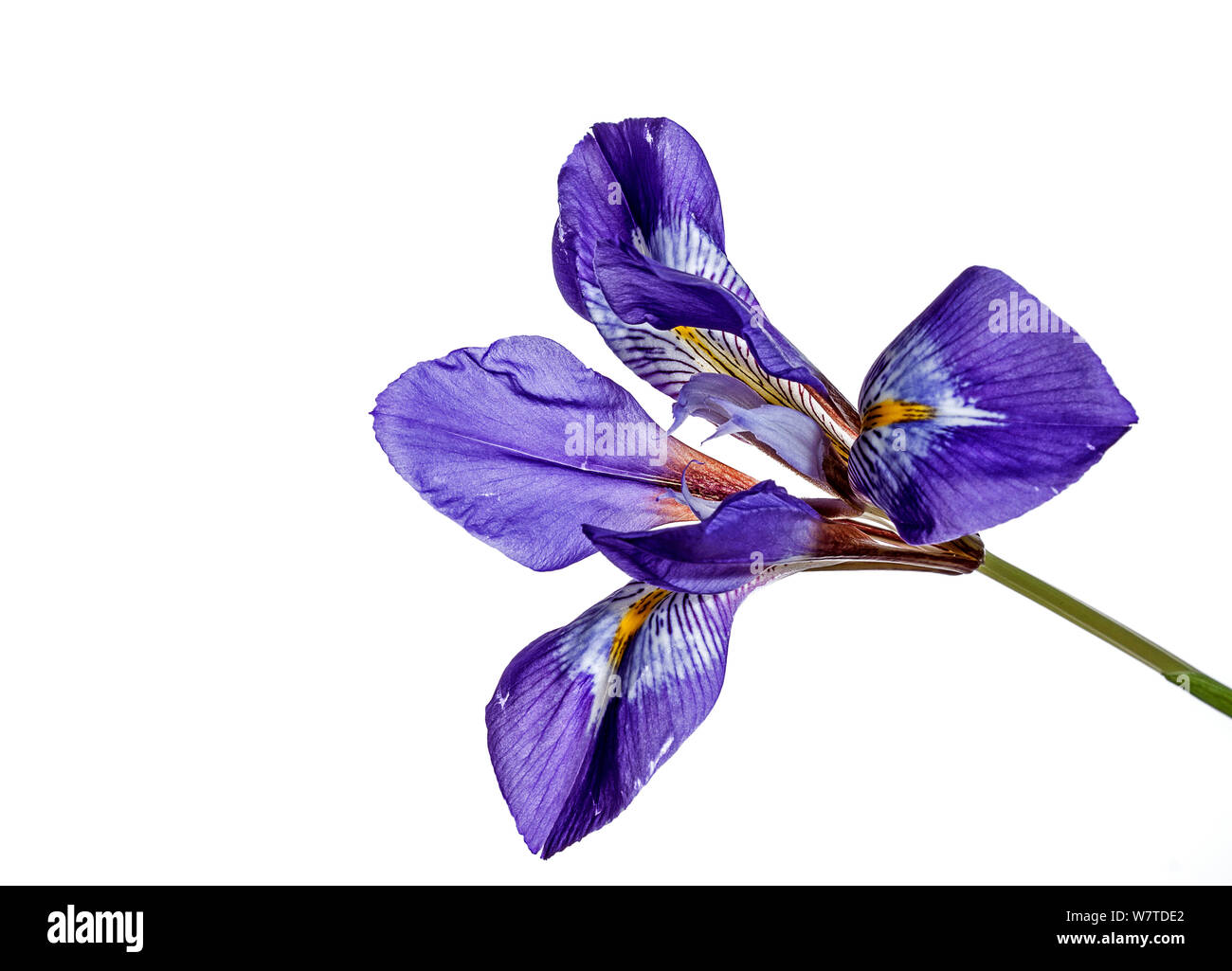 Winter iris (Iris unguicularis unguicularis) in flower, Crete, Greece. Stock Photo