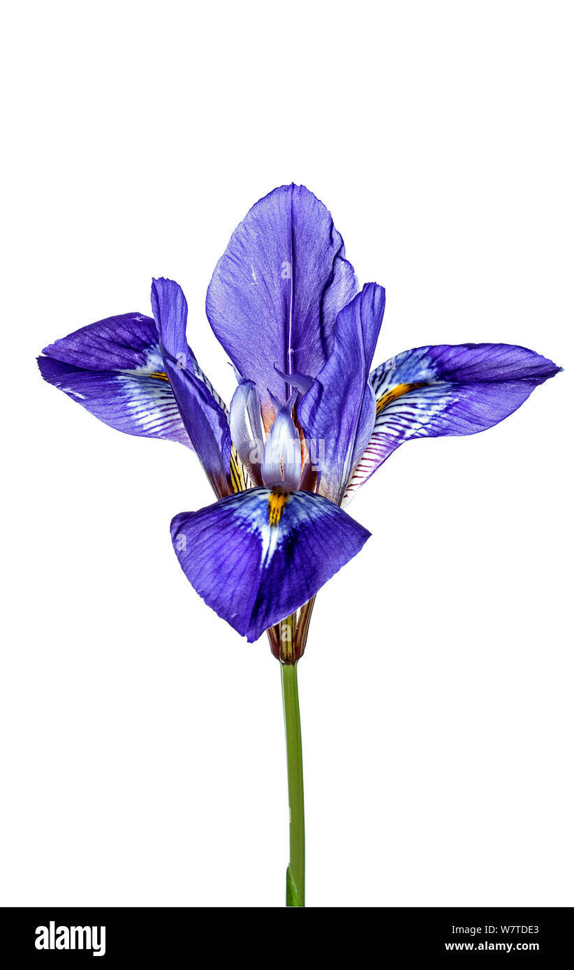 Winter iris (Iris unguicularis unguicularis) in flower, Crete, Greece. Stock Photo