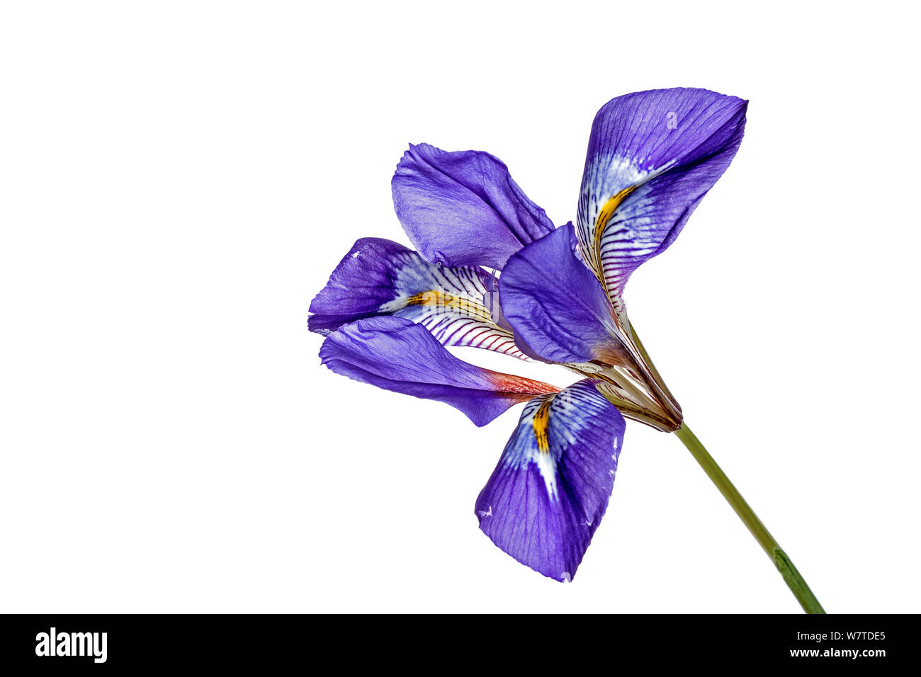 Winter iris (Iris unguicularis unguicularis) in flower, Crete, Greece. Stock Photo