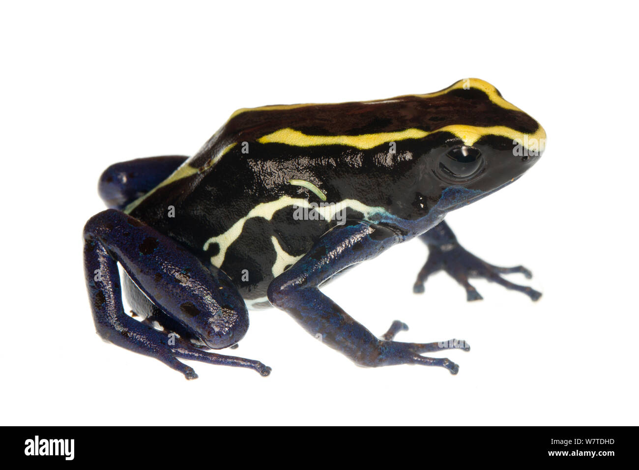 Dyeing Poison Frog (Dendrobates tinctorius) Petit Matoury, French Guiana. Meetyourneighbours.net project Stock Photo